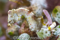 Hippocampus at Lembeh. Beautiful little fellow. by Erika Antoniazzo 